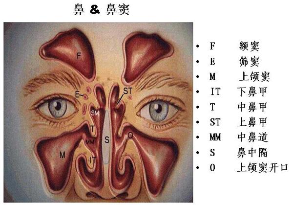 过敏性鼻炎常识